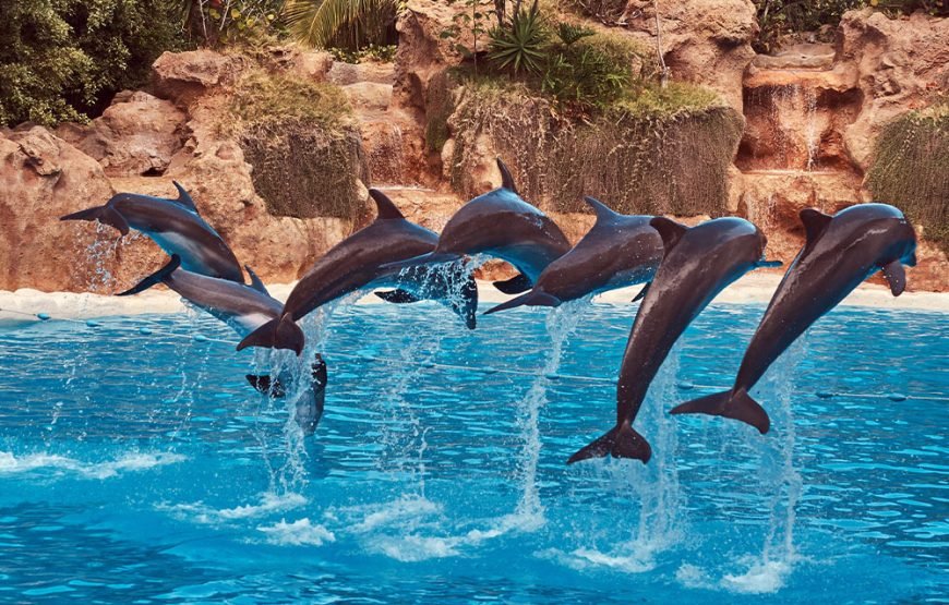 DUBAI DOLPHIN SHOW