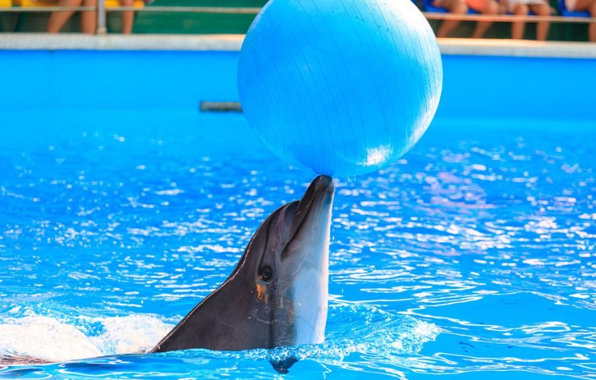 DUBAI DOLPHIN SHOW