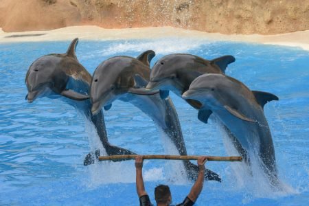 dubai dolphin show